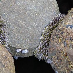 冬の根魚調査７