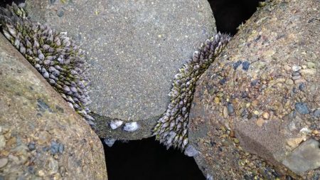 冬の根魚調査７