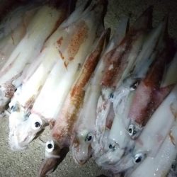 ヤリイカエギング