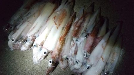 ヤリイカエギング