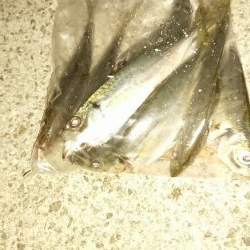 年明け初アジ❗