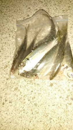 年明け初アジ❗