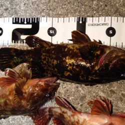 ガシラ無双～５０匹