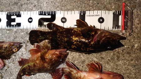 ガシラ無双～５０匹