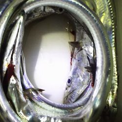 初釣りはやっぱりタチウオ。