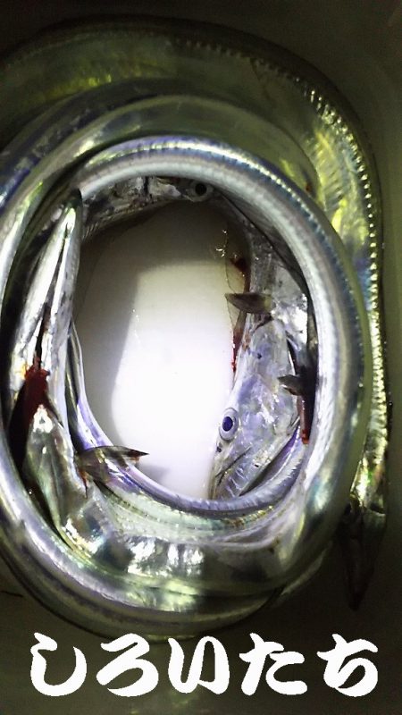 初釣りはやっぱりタチウオ。