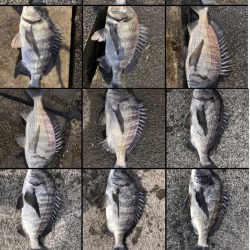 イチノ兄弟、釣果！