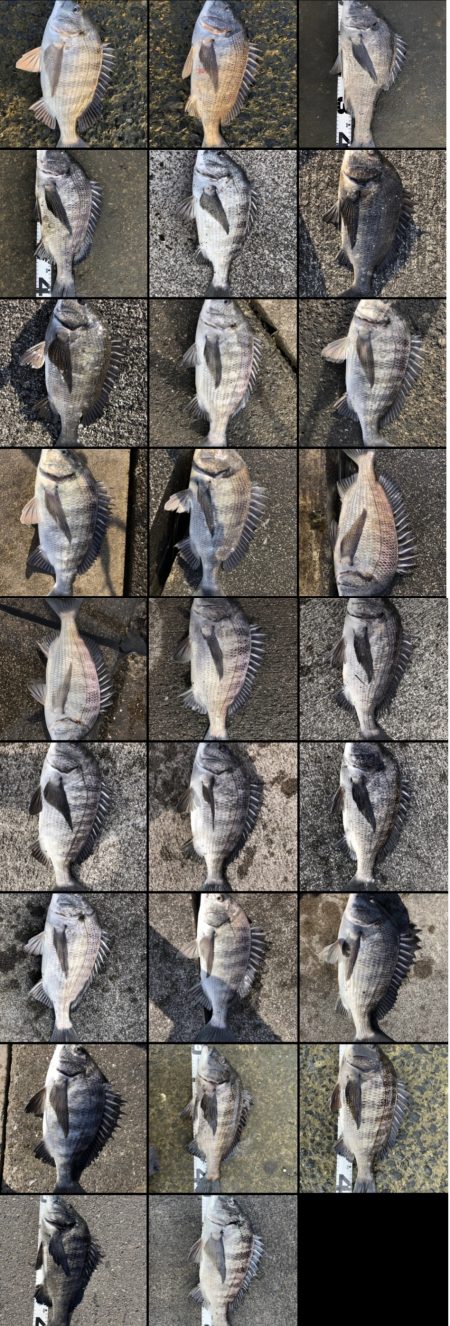 イチノ兄弟、釣果！