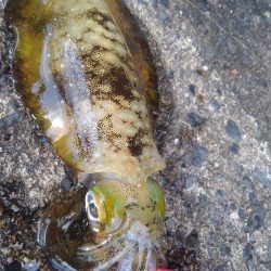 初詣(海)釣行❗
