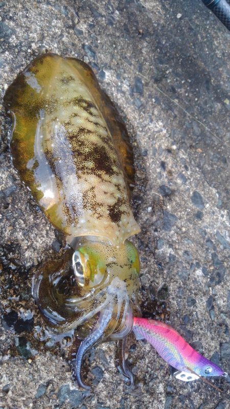 初詣(海)釣行❗