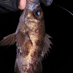 激渋メバリング