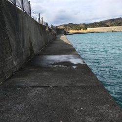 マハタ 芳養内堤防