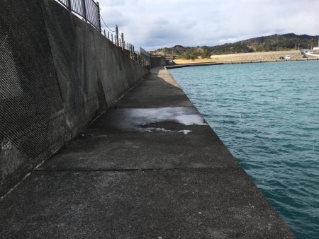 マハタ 芳養内堤防