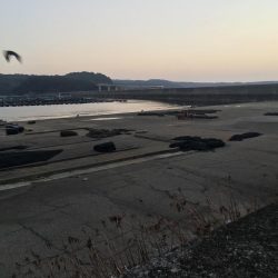 アジ61匹、アイゴ18匹、シマアジ1匹