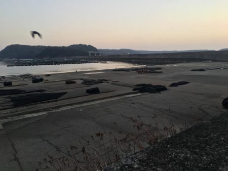 アジ61匹、アイゴ18匹、シマアジ1匹