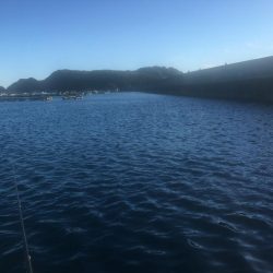 アジ爆釣り160匹、シマアジ3匹、アイゴ4匹、メッキ1匹