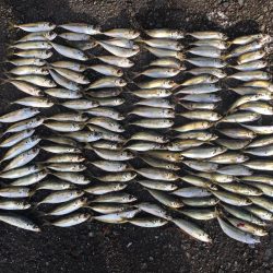 ヒラメ65㎝ゲット！　アジ126匹