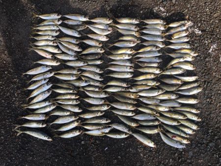 ヒラメ65㎝ゲット！　アジ126匹