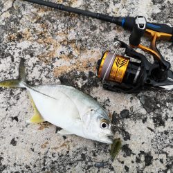今年の初物釣れました