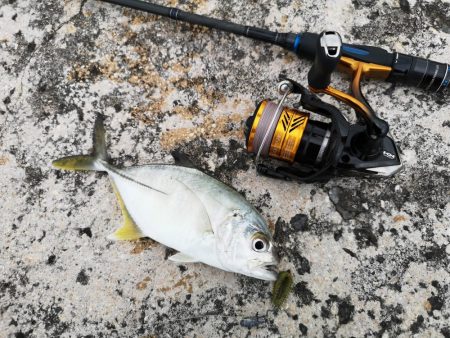 今年の初物釣れました