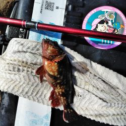 フカセ‥尾長グレ