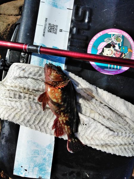 フカセ‥尾長グレ