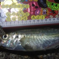 釣りデビュー　41日目