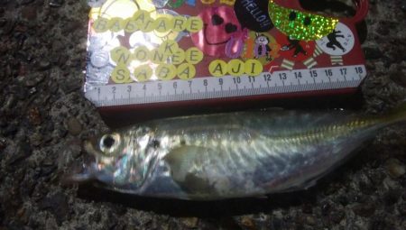 釣りデビュー　41日目