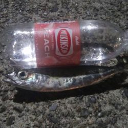 釣りデビュー　42日目