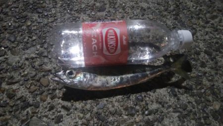 釣りデビュー　42日目