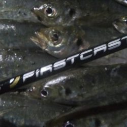 釣りデビュー　43日目