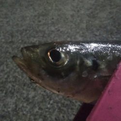 釣りデビュー 44日目