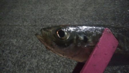 釣りデビュー 44日目