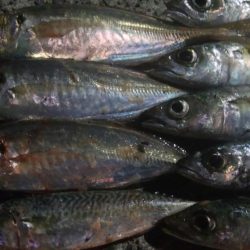 釣りデビュー 45日目