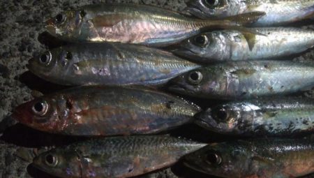 釣りデビュー 45日目