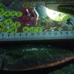 釣りデビュー 46日目