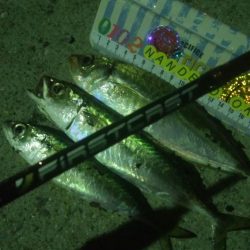 釣りデビュー　47日目