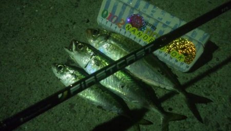 釣りデビュー　47日目