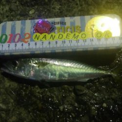 釣りデビュー　48日目