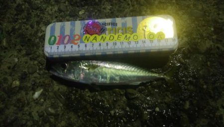 釣りデビュー　48日目