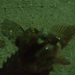 釣りデビュー　49日目