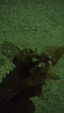 釣りデビュー　49日目