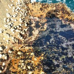 アオリイカ一杯・・・