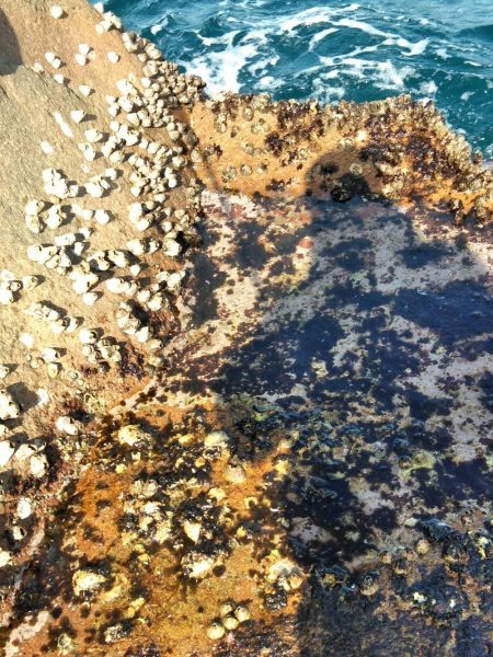 アオリイカ一杯・・・