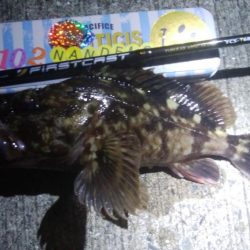 釣りデビュー　52日目