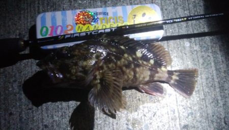 釣りデビュー　52日目