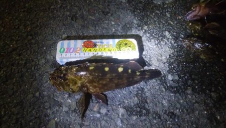 釣りデビュー　53日目