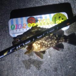 釣りデビュー 55日目