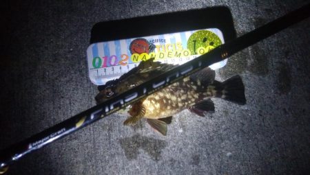 釣りデビュー 55日目