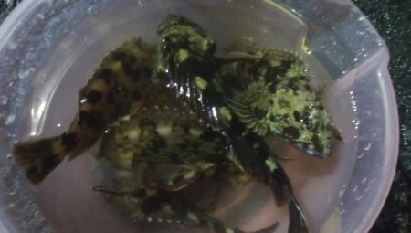 釣りデビュー　58日目